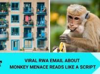 Monkey