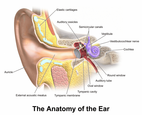 Anatomy of Ear (Representational Picture) Ear