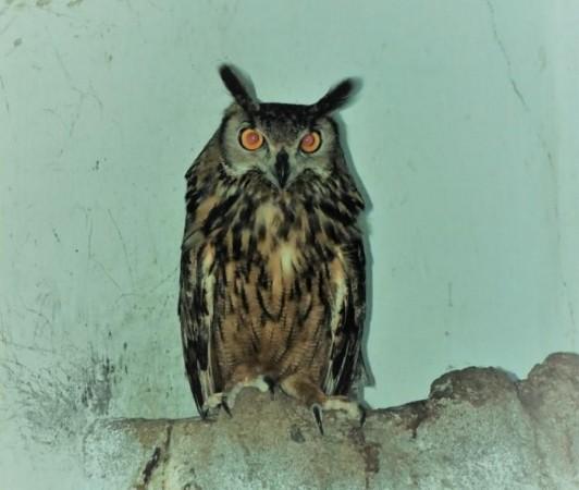 IANS owl