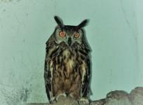 owl