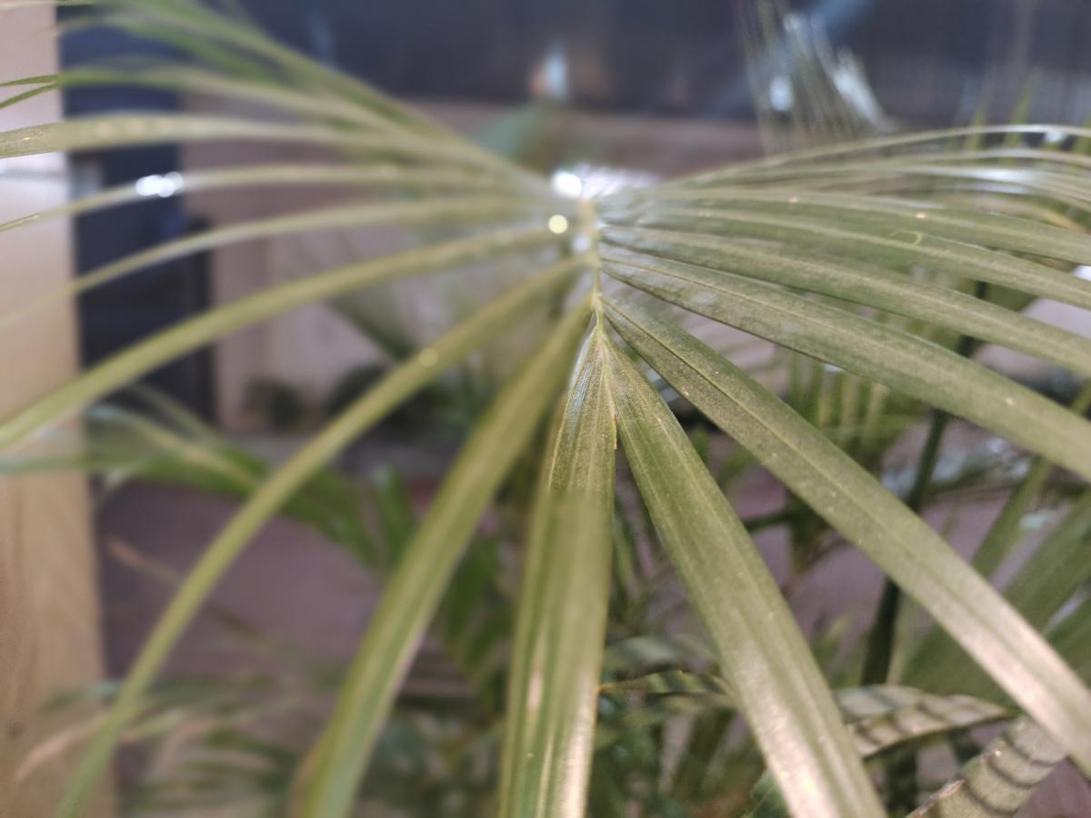 iQoo Z5 camera sample