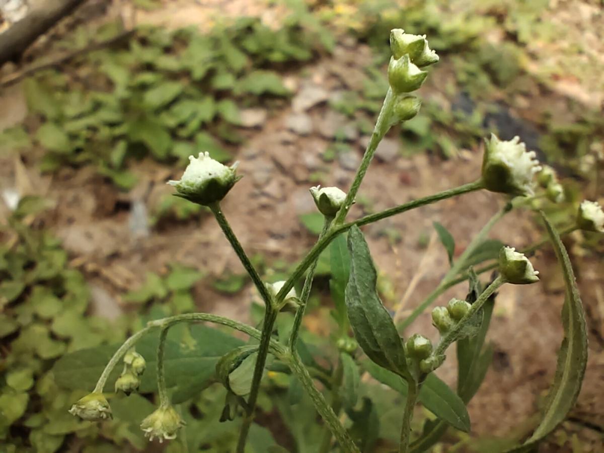 iQoo Z5 camera sample