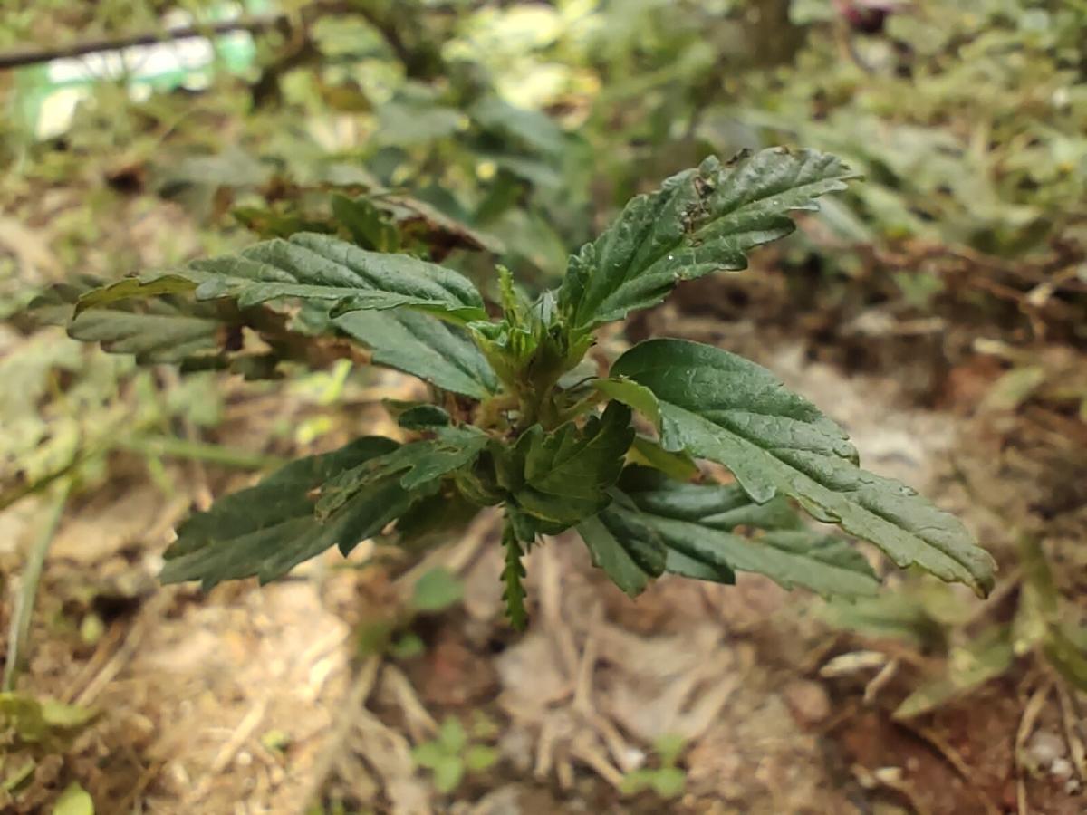 iQoo Z5 camera sample