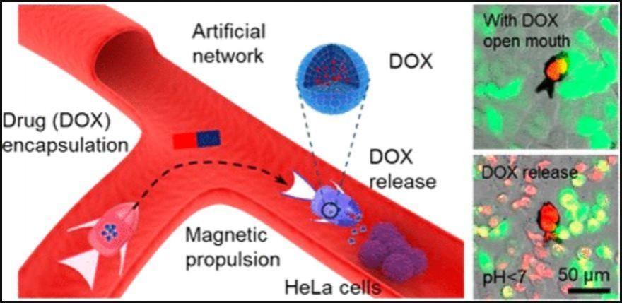 A shape-morphing microfish (SMMF) designed to encapsulate a drug (doxorubicin (DOX)) by closing its mouth in phosphate-buffered saline (PBS, pH ∼ 7.4) and release the drug by opening its mouth in a slightly acidic solution (pH < 7 Cancer cells