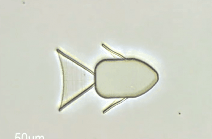 A fish-shaped microrobot Fish robot