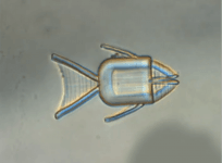 Fish robot