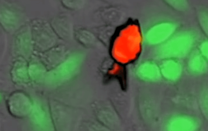 The fish microrobot loaded with doxorubicin (in red) opening its mouth to release its cargo Fish robot