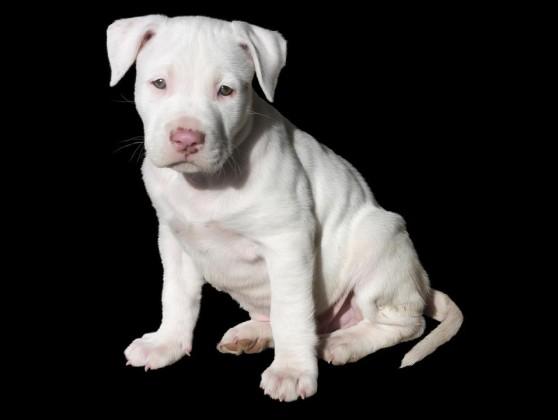 PETA India welcomes Centre's decision to ban 23 ferocious dog breeds ...