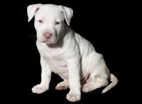 Pitbull