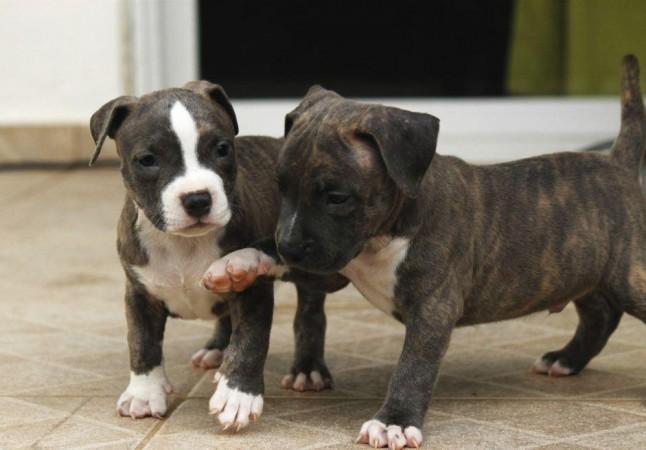 Pit bull puppies (Representational Picture) Pitbull