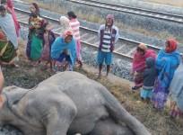 elephants killed