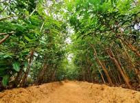 forest