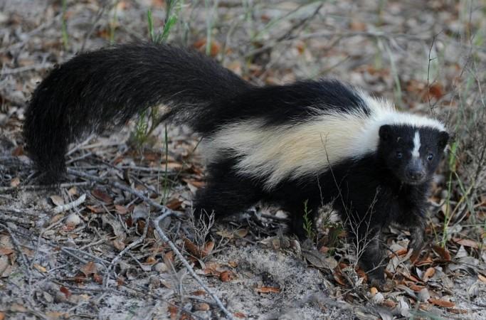 A skunk (Representational Picture) Skunk