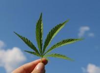 Cannabis