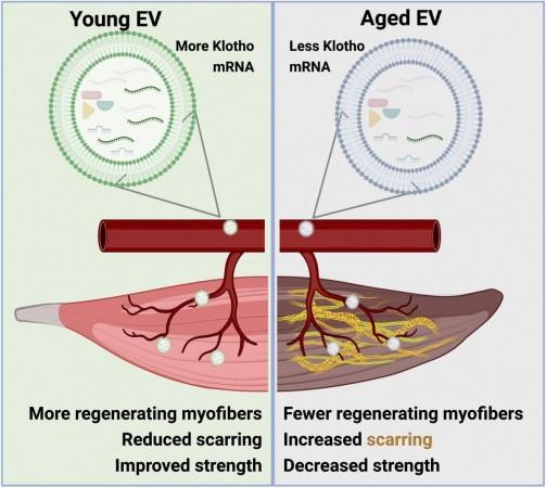 Regulation of aged skeletal muscle regeneration by circulating extracellular vesicles Mice