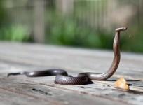 snake venom.