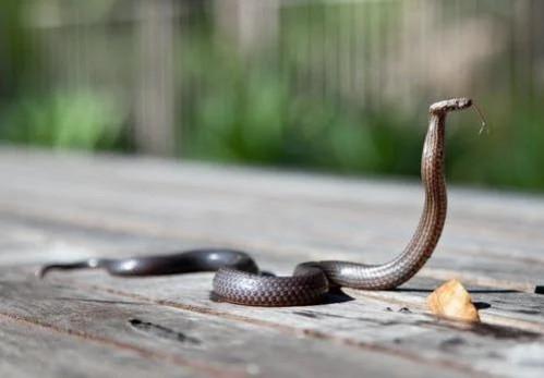 snake venom.