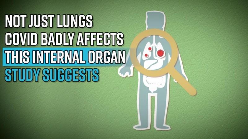 Not just lungs, Covid badly affects this internal organ: study suggests
