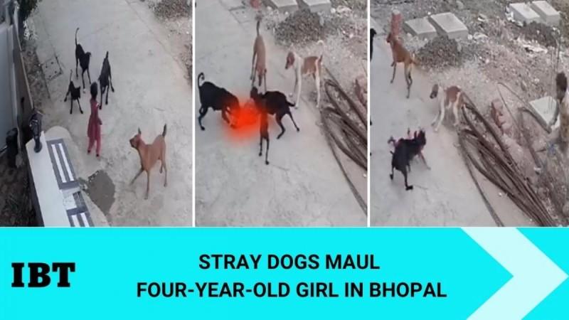 Stray dogs maul 4-yr-old girl in Bhopal Stray dogs maul 4-yr-old girl in Bhopal