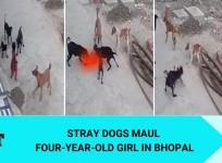 Stray dogs maul 4-yr-old girl in Bhopal