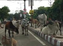 stray cattle