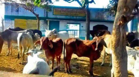 Farmers lock stray cattle in school in UP village