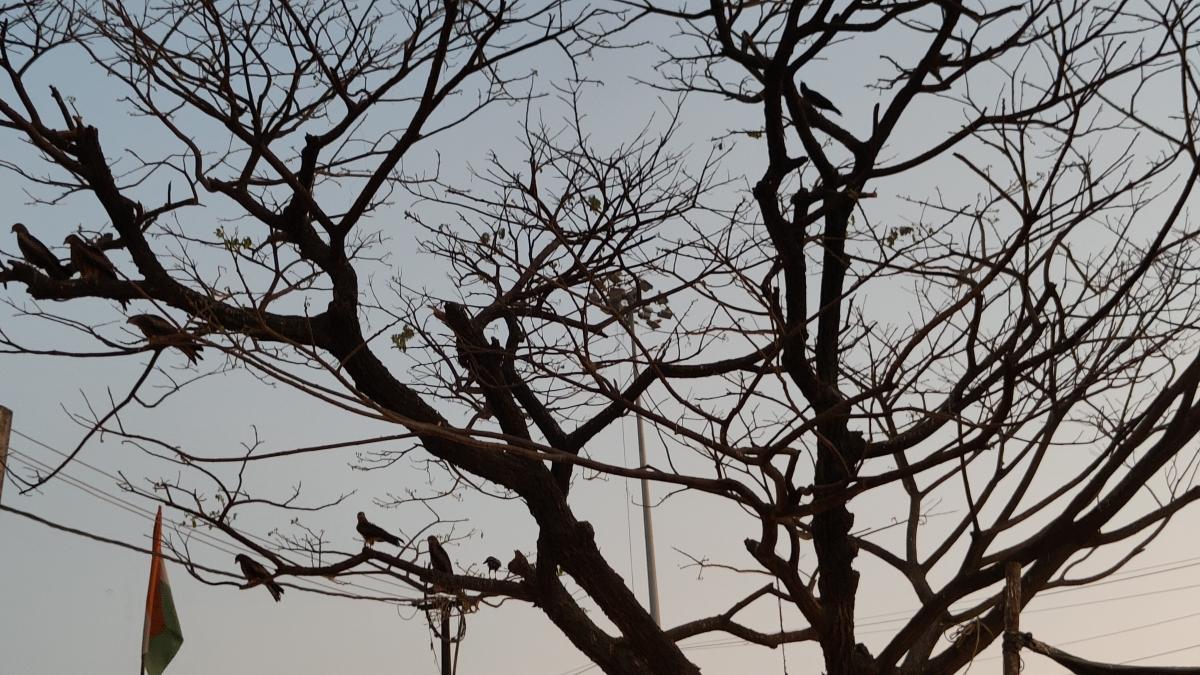 OnePlus 9RT camera sample