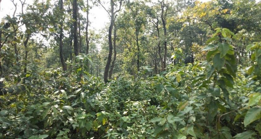 Indigenous communities of Jharkhand have long defended their native forests from exploitation.