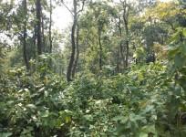 Indigenous communities of Jharkhand have long defended their native forests from exploitation.