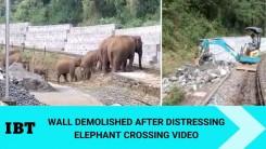 Viral video of elephants struggling to cross tracks prompts action; concrete wall is down [watch]
