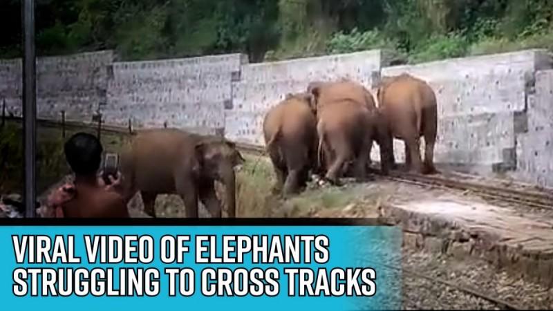 Viral video of elephants struggling to cross tracks prompts swift action