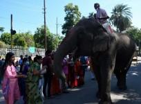 TN govt brings out SOP for care of temple elephants