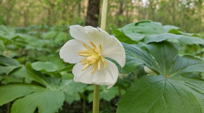 Podophyllum