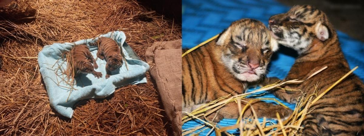 Two Royal Bengal tiger cubs born in Assam state zoo