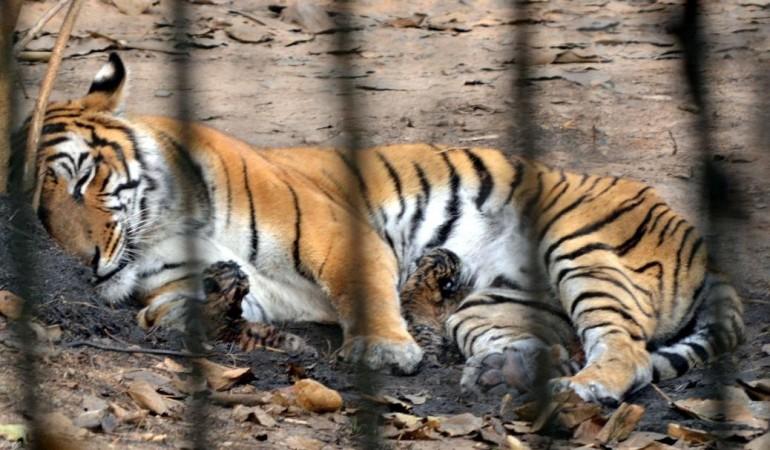 Asia Album: 2 Royal Bengal Tiger cubs playing with mother at zoo