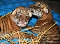 Two Royal Bengal tiger cubs born in Assam state zoo