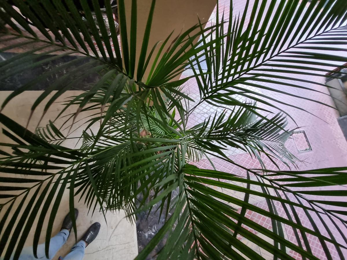 Samsung Galaxy S21 FE camera sample Samsung Galaxy S21 FE camera sample