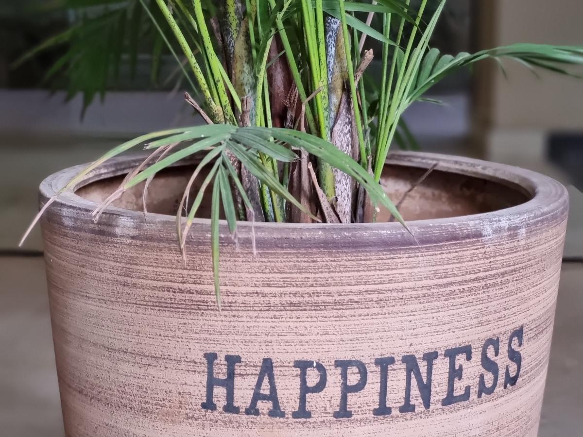 Samsung Galaxy S21 FE camera sample Samsung Galaxy S21 FE camera sample