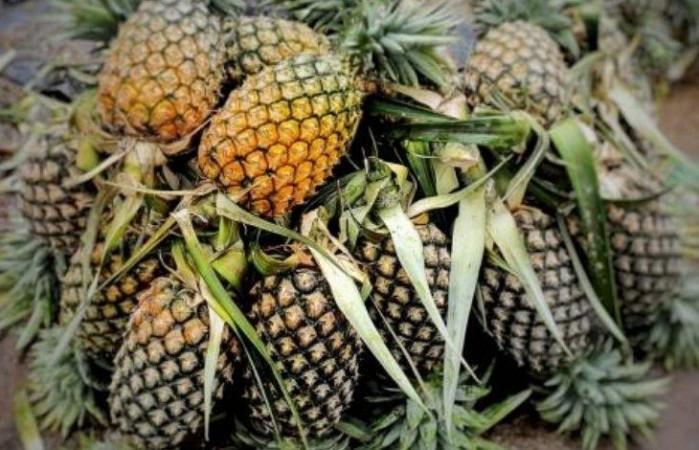pineapple exports