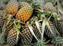 pineapple exports