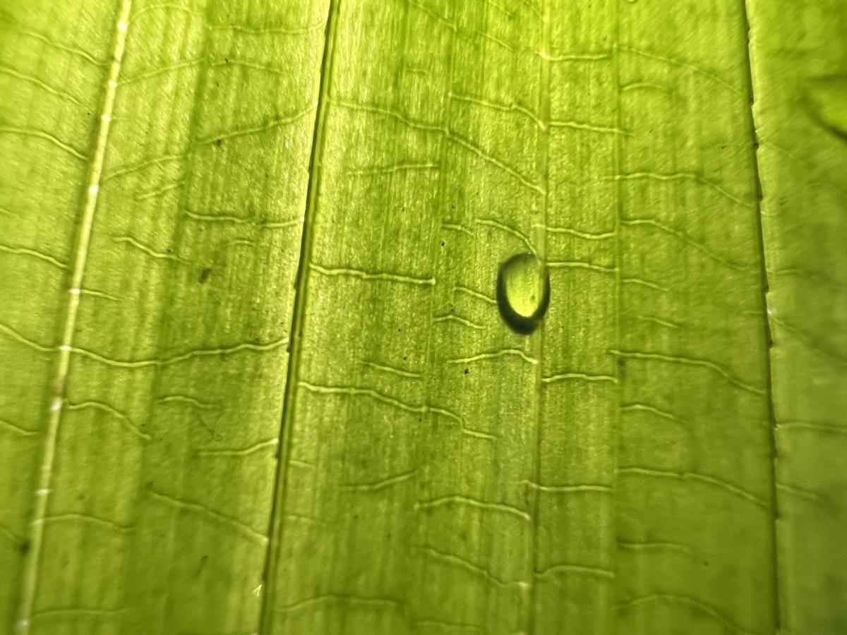 iPhone 13 Pro camera sample