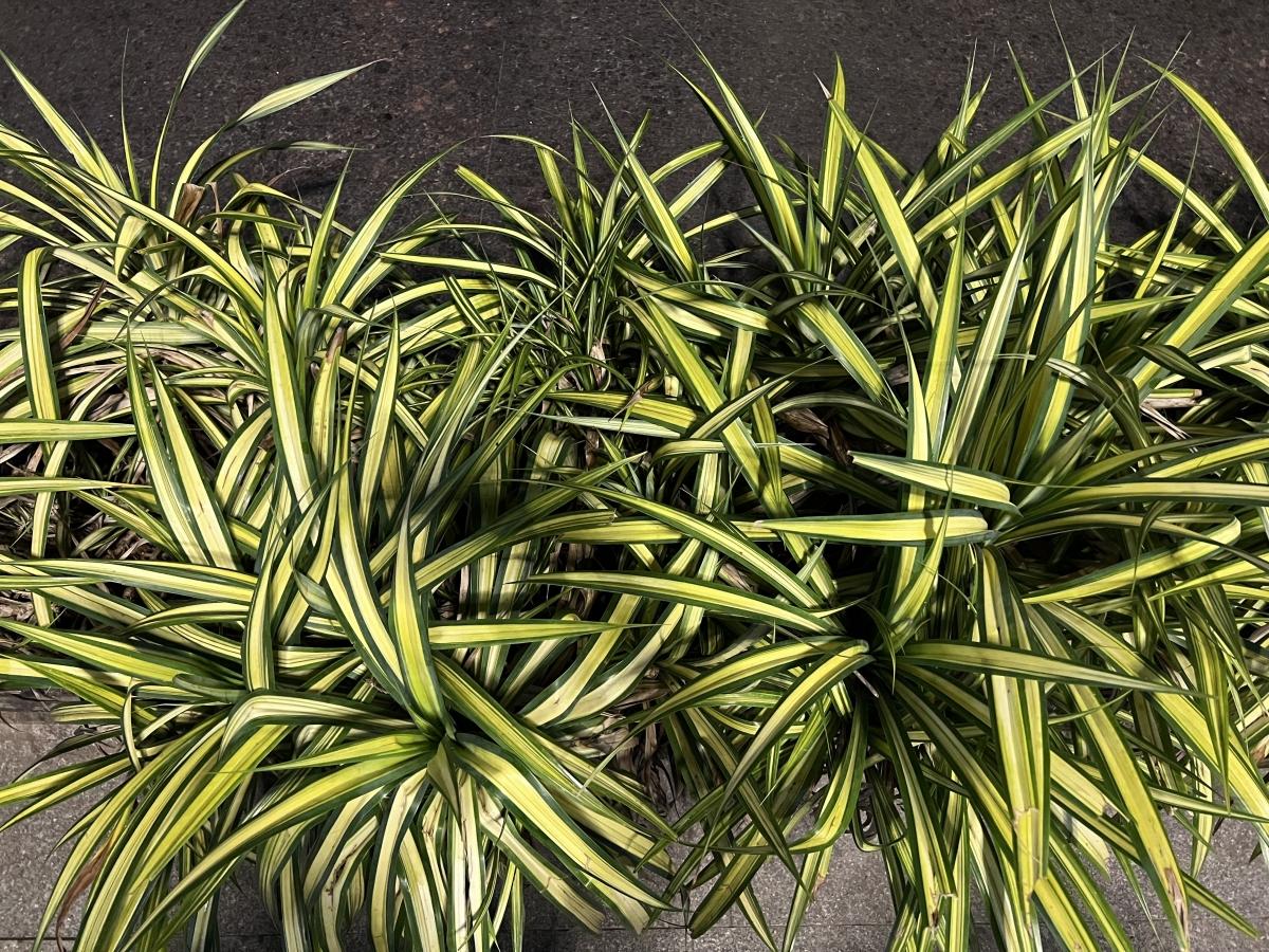 iPhone 13 Pro camera sample