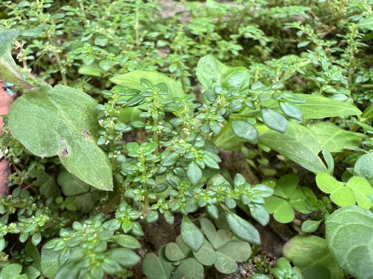 iPhone 13 Pro camera sample