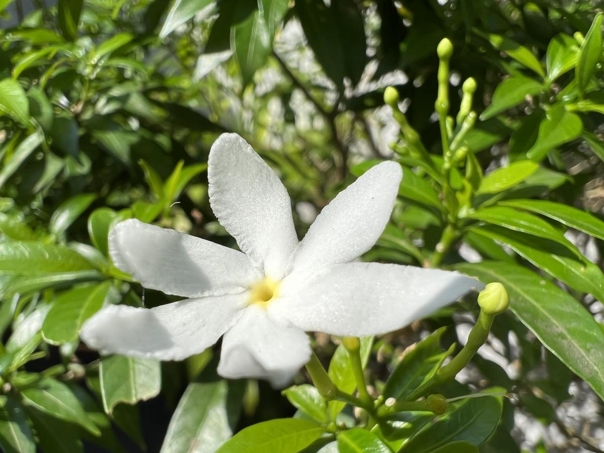 iPhone 13 Pro camera sample