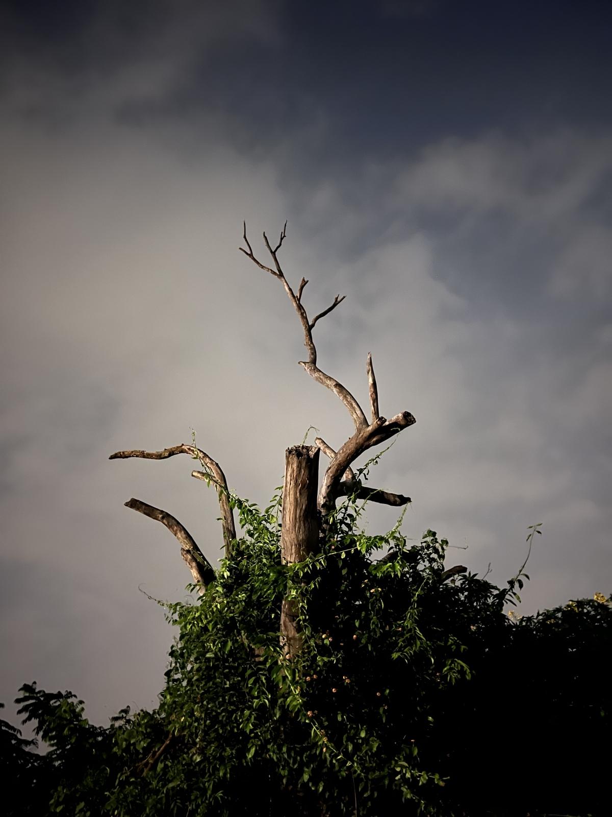 iPhone 13 Pro camera sample