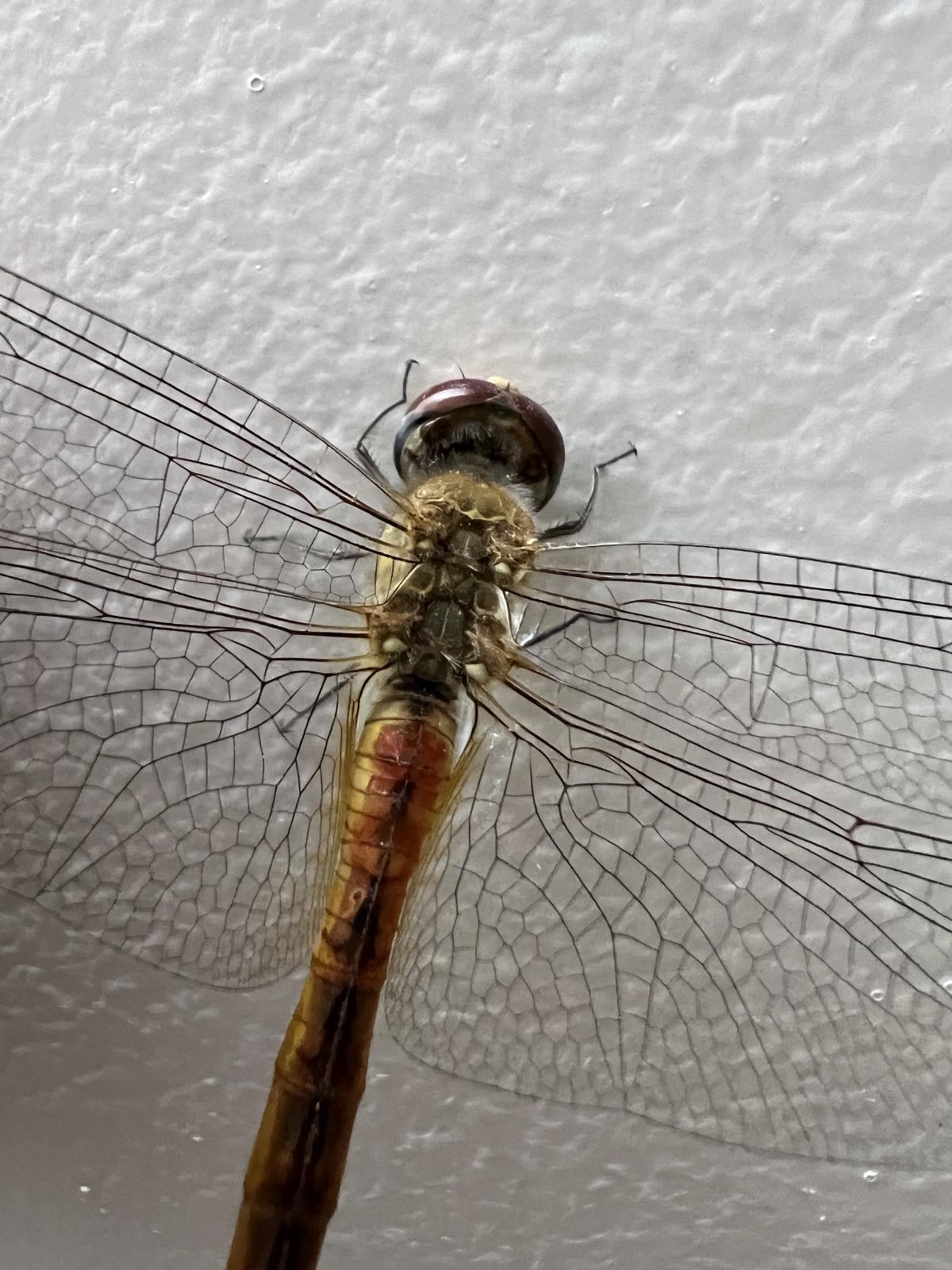 iPhone 13 Pro camera sample