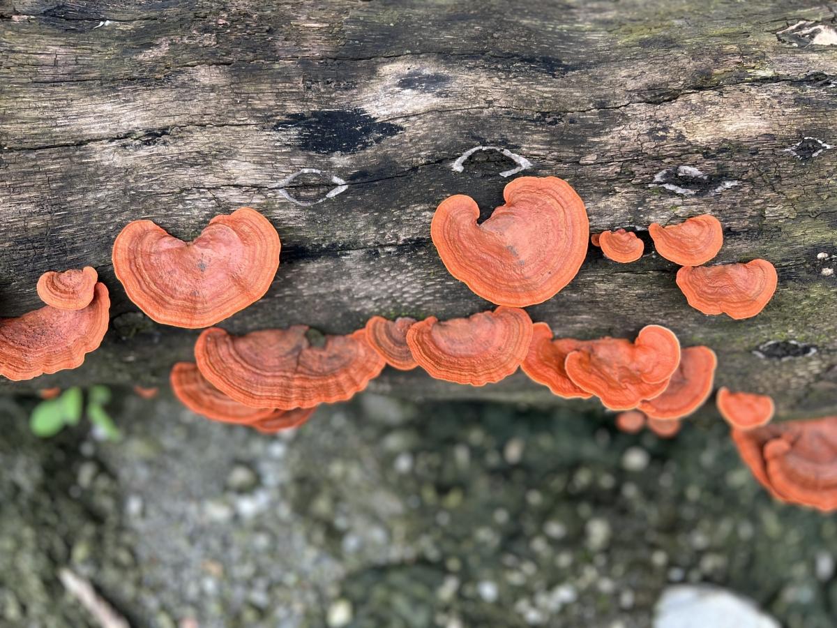 iPhone 13 Pro camera sample