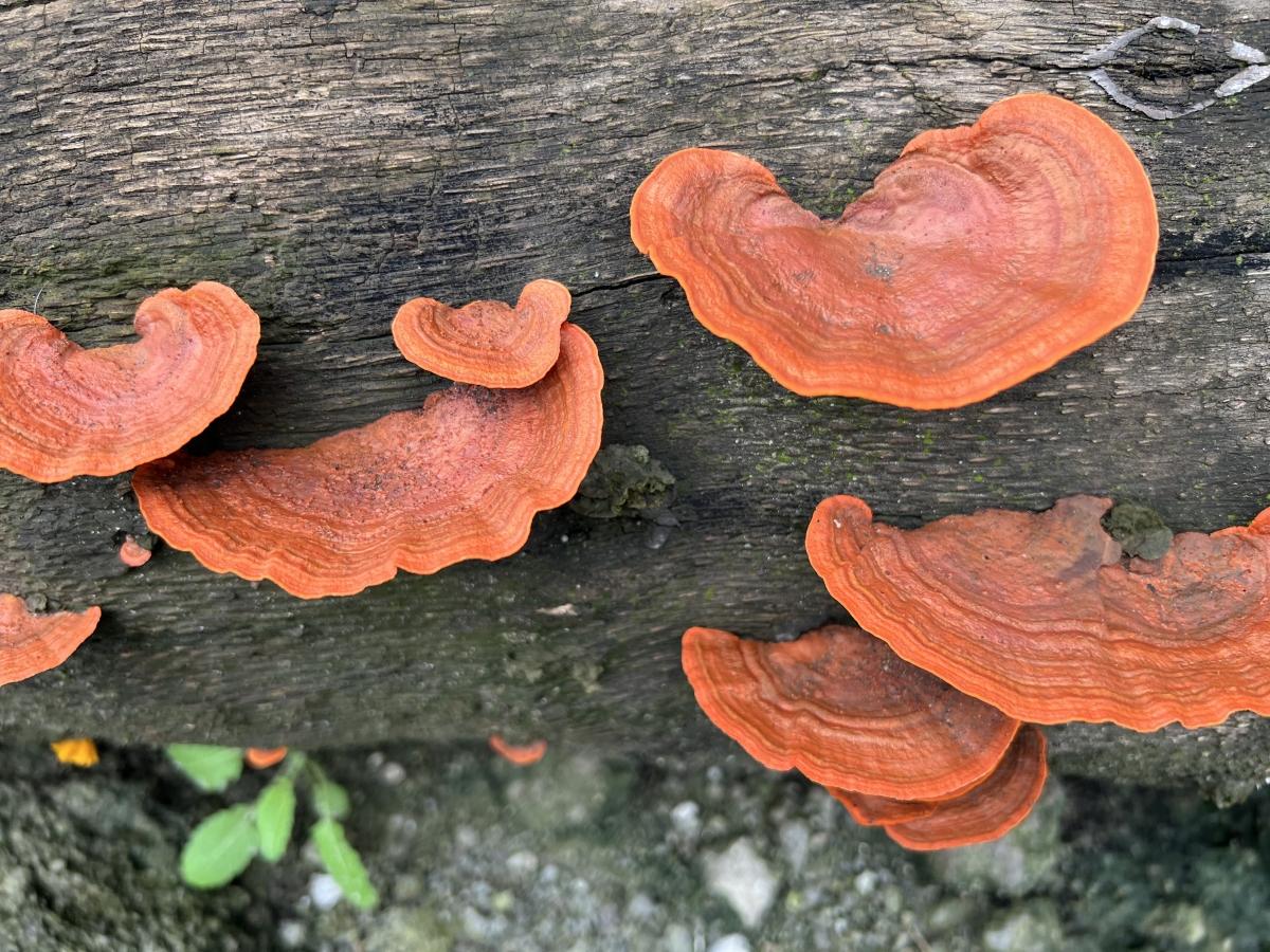 iPhone 13 Pro camera sample