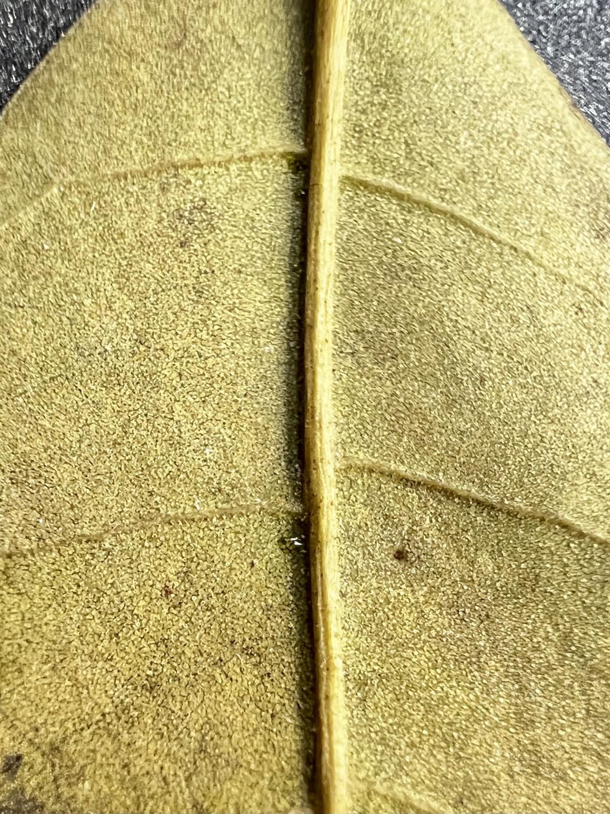 iPhone 13 Pro camera sample