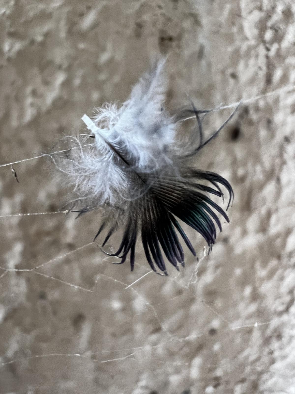 iPhone 13 Pro camera sample